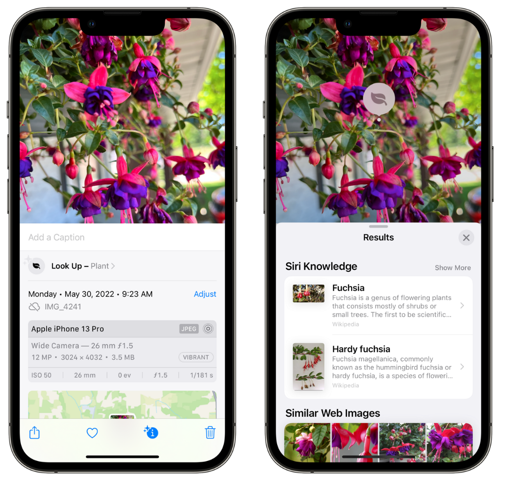 涧西苹果手机维修分享小技巧：使用 iPhone 相机识别花卉植物 